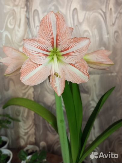 Гиппеаструм