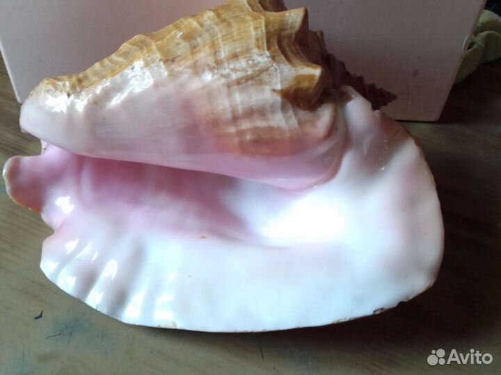 Морские ракушки раковины