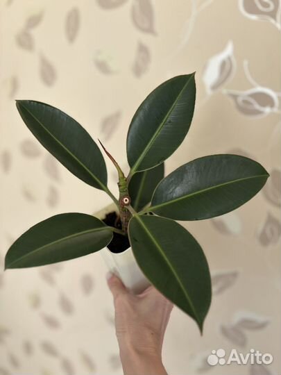Фикус (Ficus elastica Robusta)