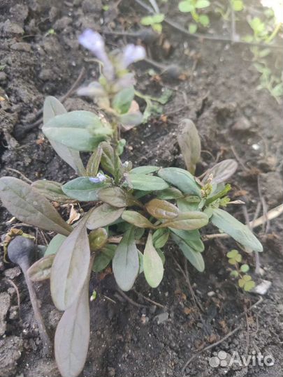 Живучка ползучая Чоклейт Чип, растение для сада