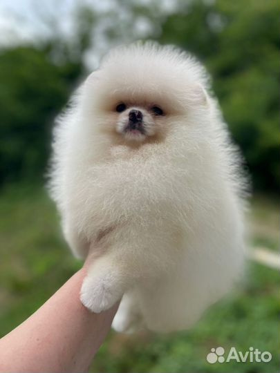 Мальчики померанского шпица РКФ