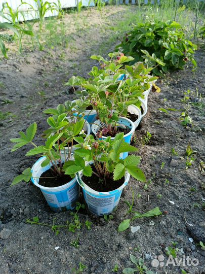 Саженцы земляники Али баба