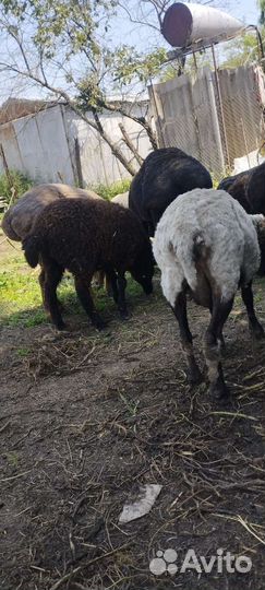 Курдючные бараны