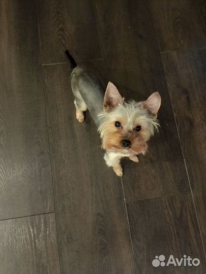 Йоркширский терьер мини щенки