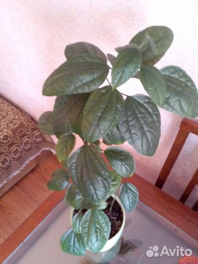 Клеродендрум