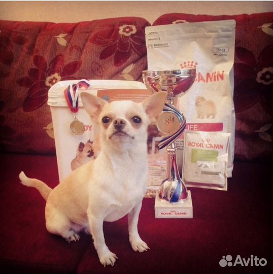 Чихуахуа вязка