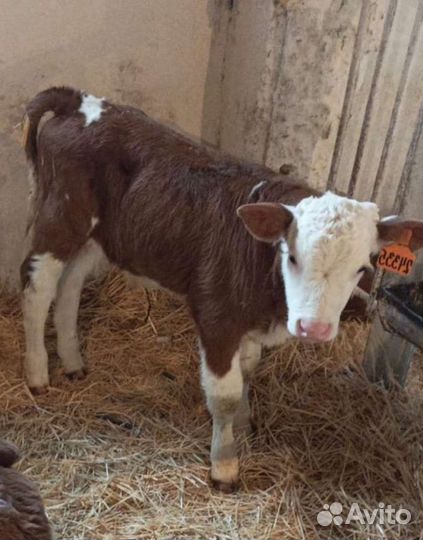 Б сименталы лимузины абердины холмогоры