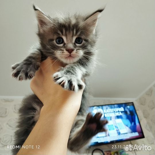 Котята Мейнкун