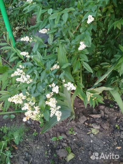 Многолетники