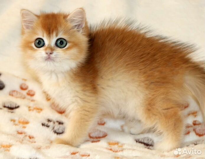 Золотые британские шиншилы и голубое золото