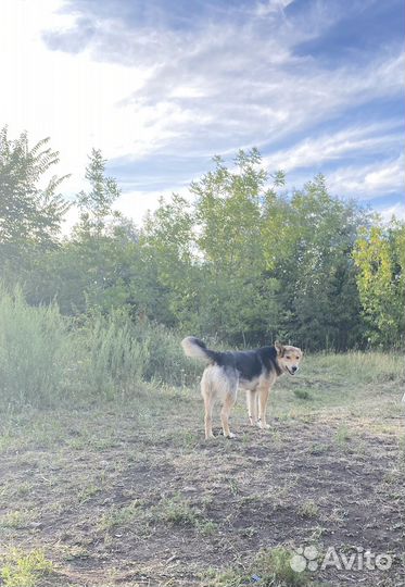 Собака в добрые руки