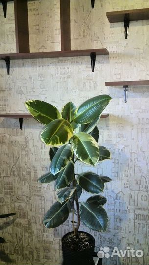 Фикусы.Очень много.Разные