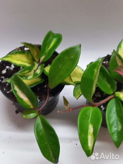 Хойя триколор