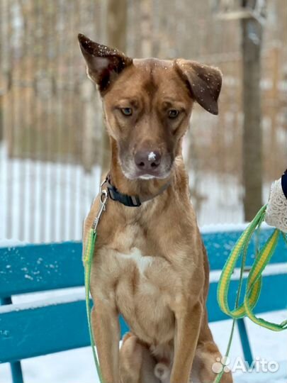 Нежный и энергичный пёс ищет хозяев себе под стать