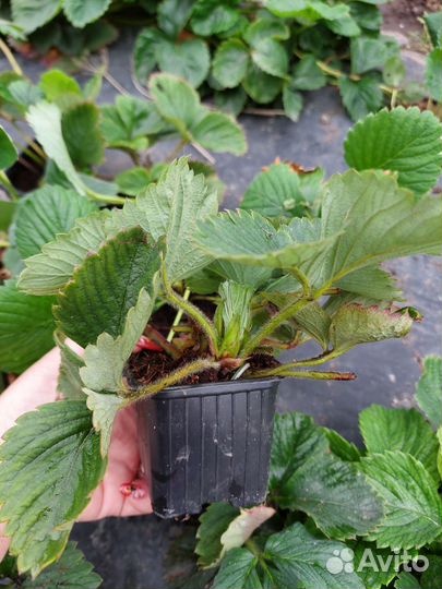 Рассада клубники Чамора Туруси