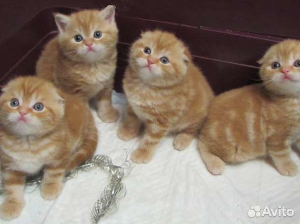 Шотландские рыжие котята хайленд фолд и страйт купить в Самаре | Животные и  зоотовары | Авито