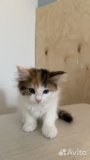 Котенок в добрые руки