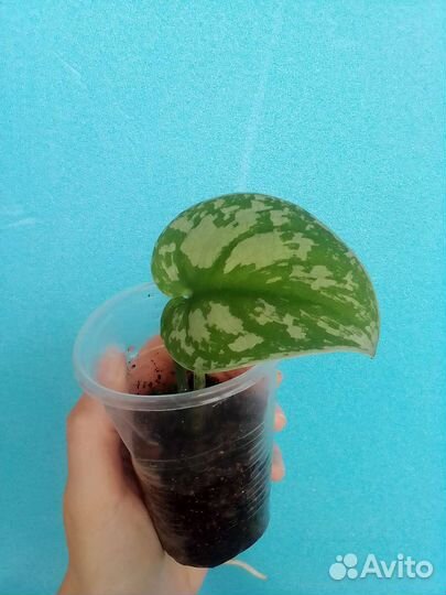 Сциндапсус Сильвер Энн, сциндапсус Экзотика