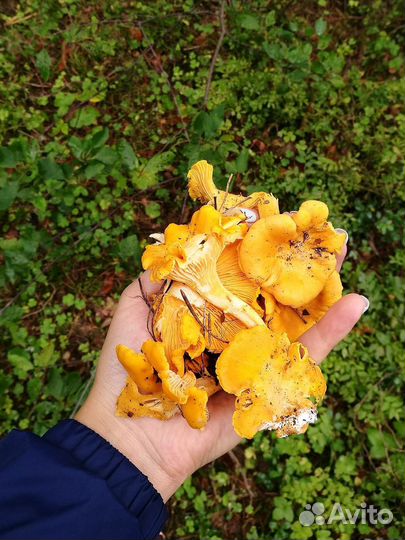 Лисички грибы