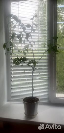 Мандариновое дерево