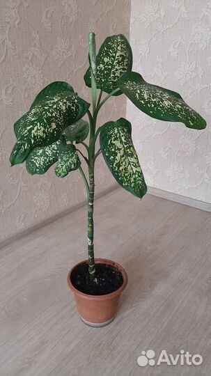 Дифенбахия