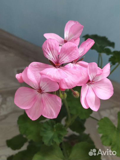 Герани цветущие