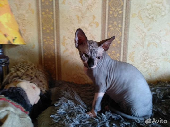 Канадский сфинкс