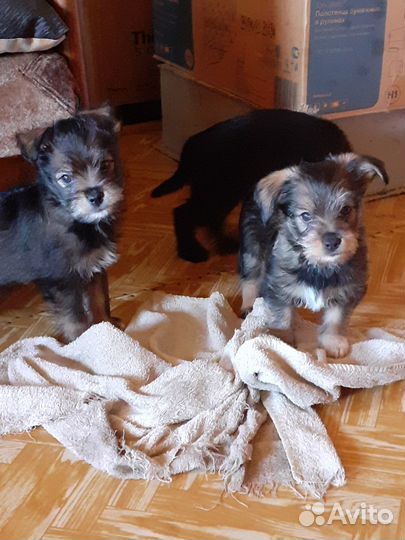 Йоркширский терьер щенки