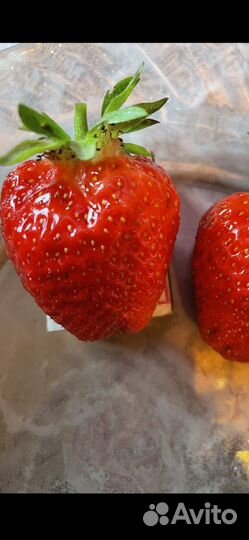 Клубника саженцы