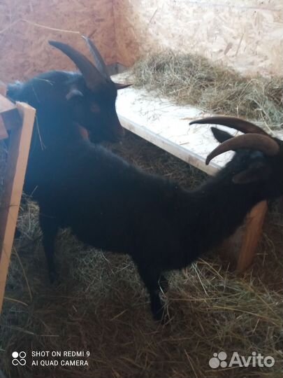 Козел покрытие, вязка. Не продажа