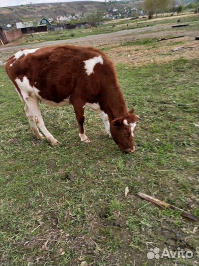 Корова дойная