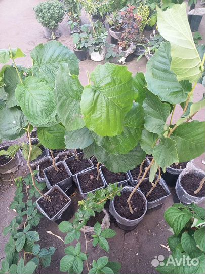 Фундук крупный, сорт 4219