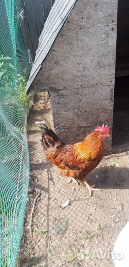 Петухи молодые Кучинские Юбилейные