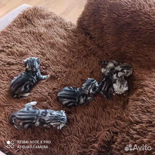 Шотландские котята- тигрята