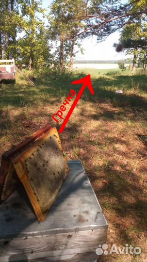 Мед гречишный 2023