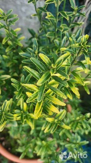 Бересклеты разные, ясколка войлочная, вербейник