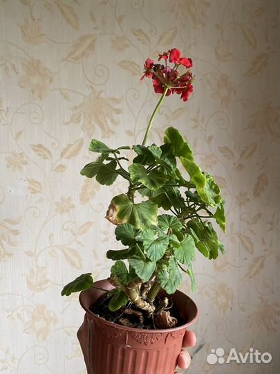 Пеларгония герань