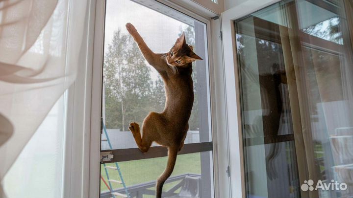 Сетки антикошка на окна