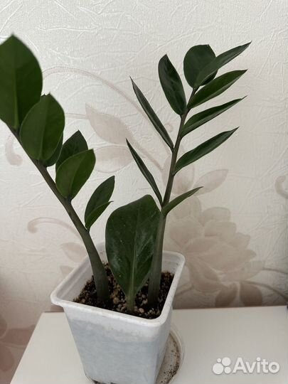 Замиокулькас