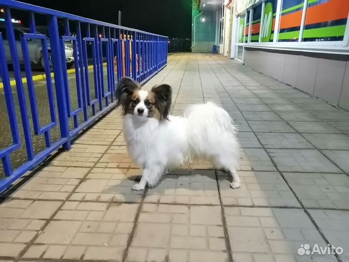 Кобель приглашает на вязку