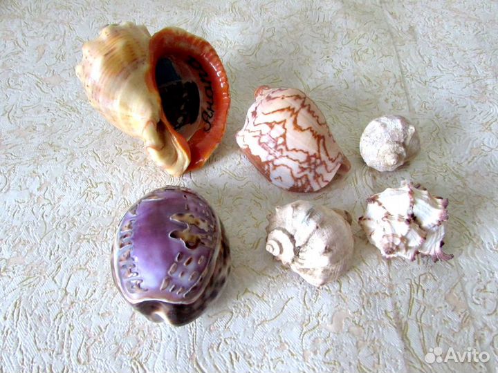 Ракушки морские. Цена за все
