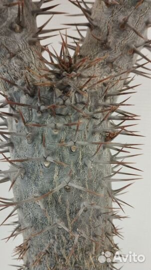 Кактус с листьями пахиподиум