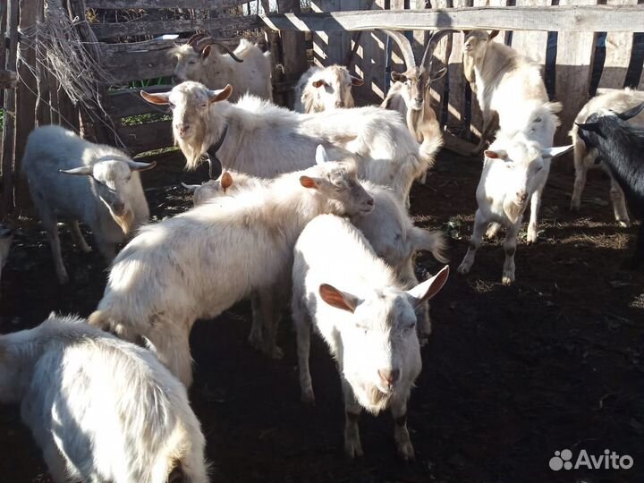 Козы и козлята