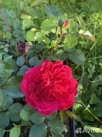 Роза Вильям Шекспир