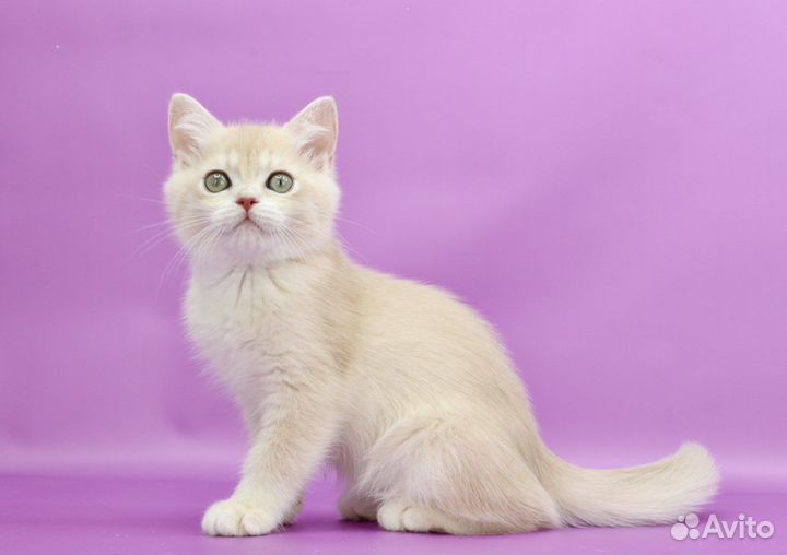 Британская золотая лиловая шиншилла су12 кот P1