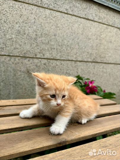 Кошки в добрые руки бесплатно