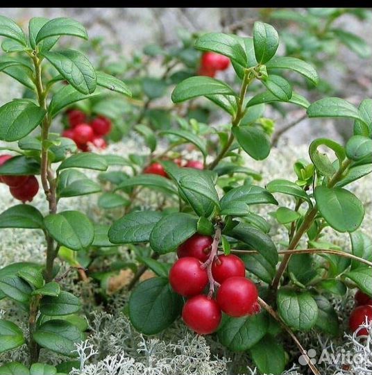 Брусника и Черника (от 50шт)