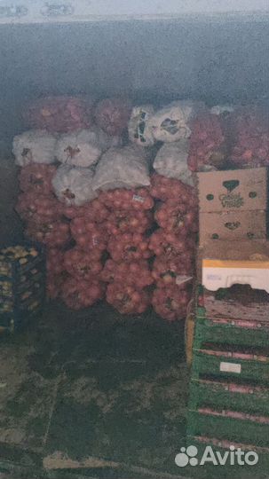 Лук репчатый капуста Марковь свекла картофель