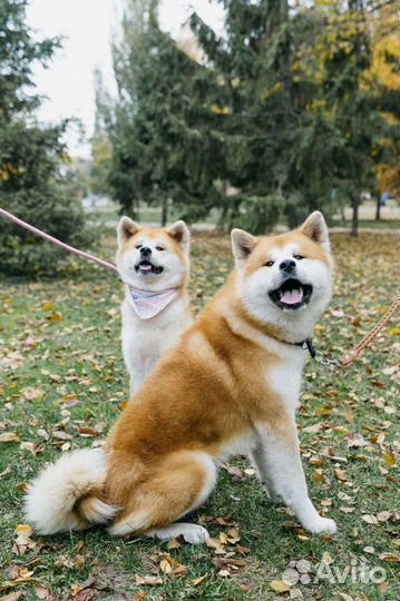 Фотосессия с животными