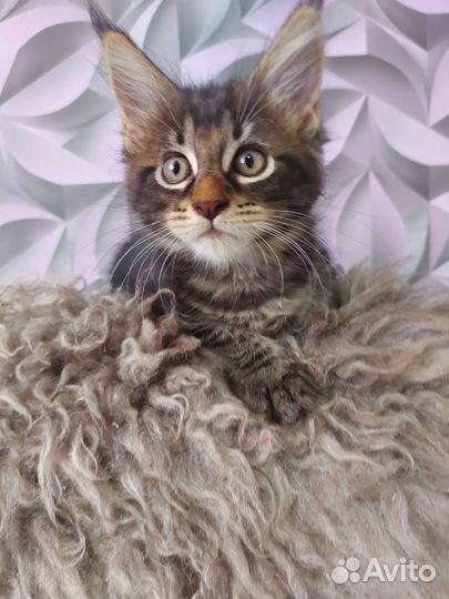 Котята мейн-кун